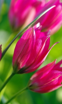 Обои Pink Tulips 240x400