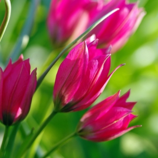 Kostenloses Pink Tulips Wallpaper für iPad