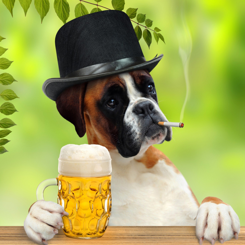Dog drinking beer wallpaper 1024x1024
