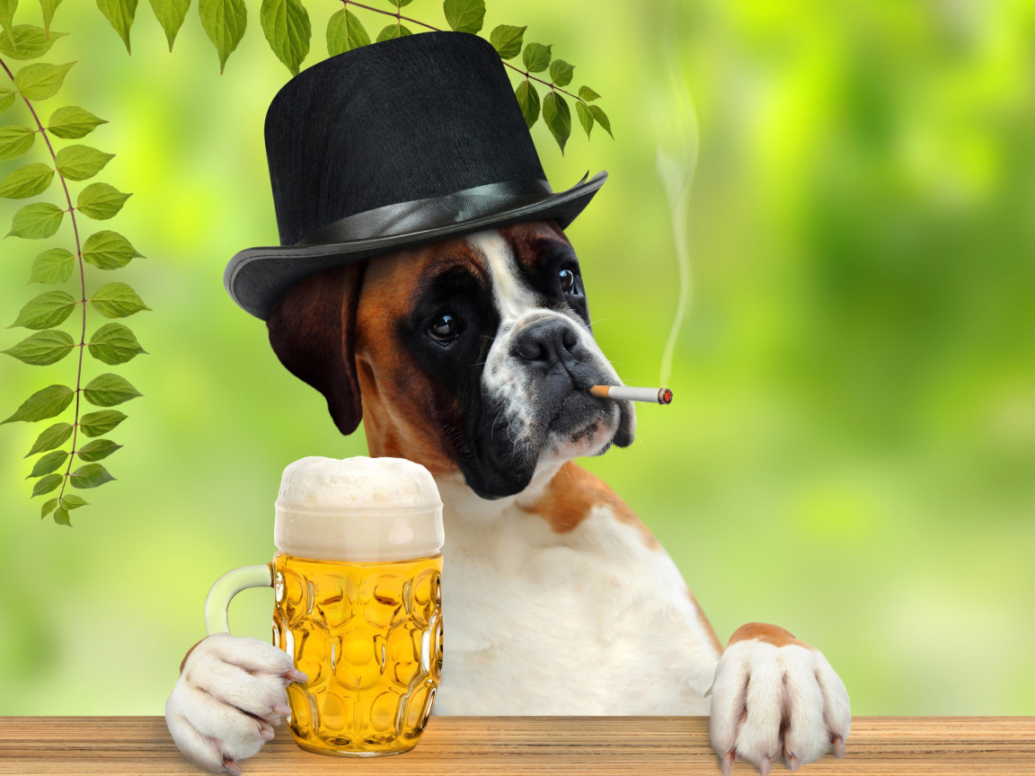 Das Dog drinking beer Wallpaper 1152x864