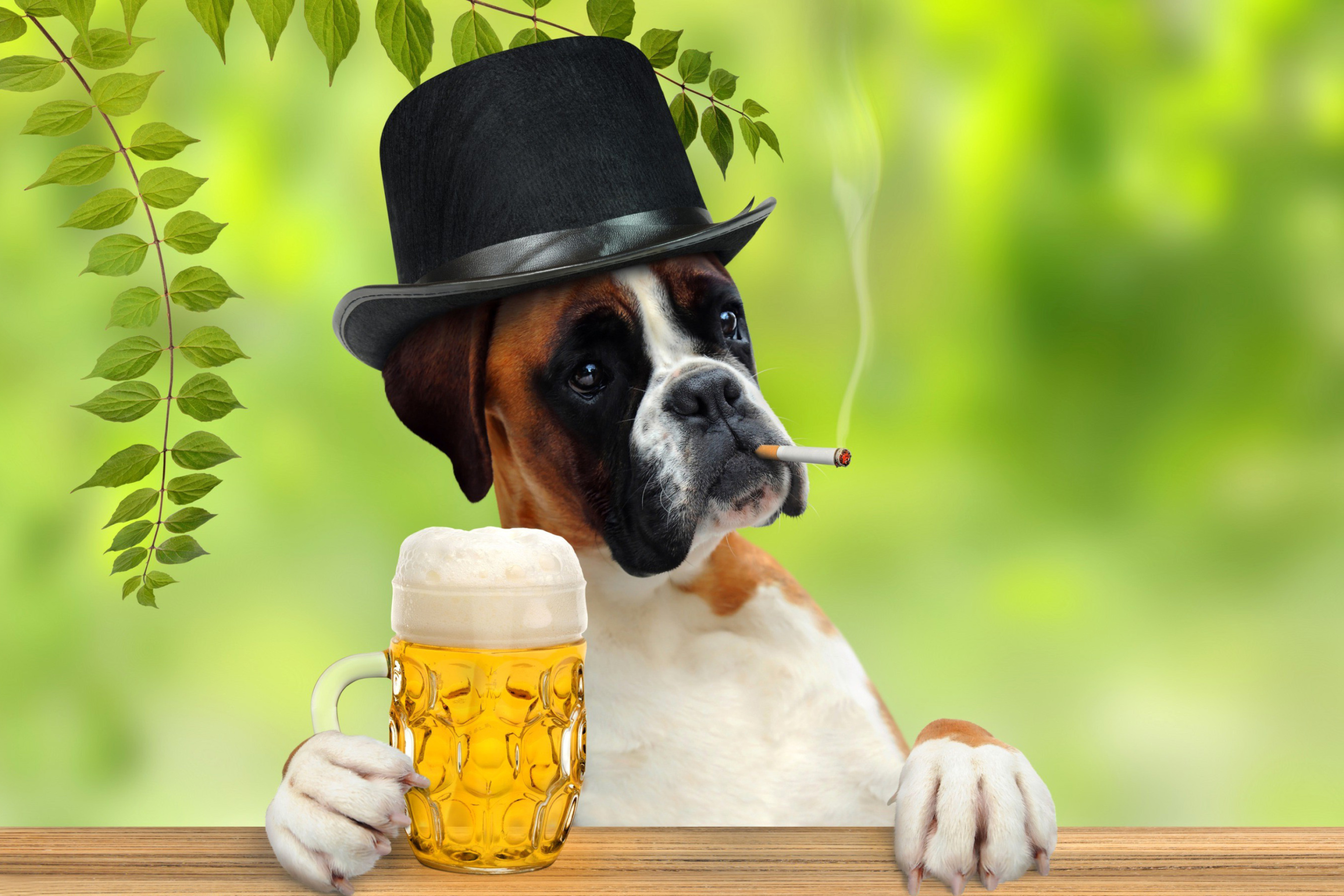 Обои Dog drinking beer 2880x1920