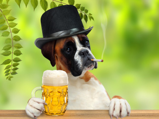 Обои Dog drinking beer 320x240