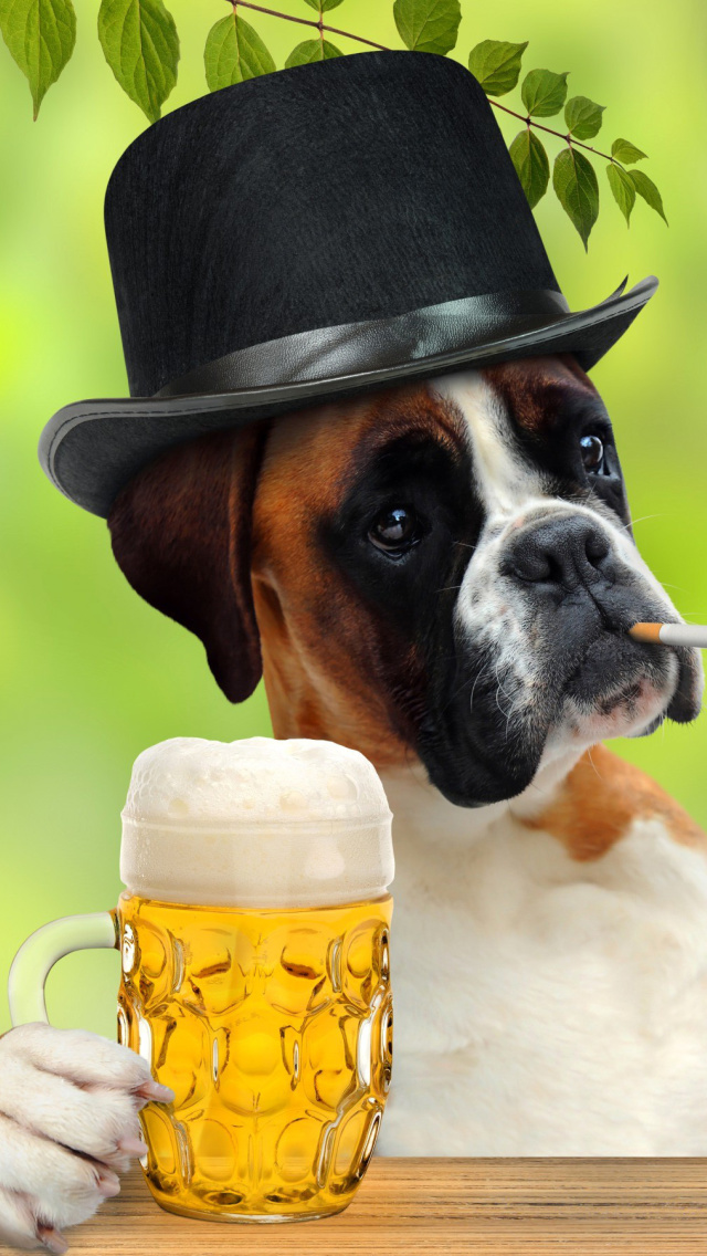 Fondo de pantalla Dog drinking beer 640x1136