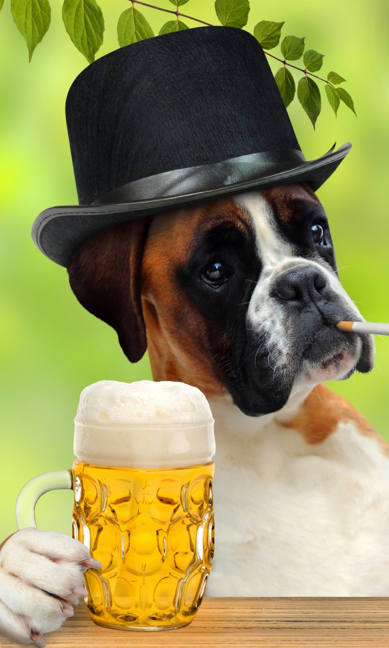 Das Dog drinking beer Wallpaper 768x1280