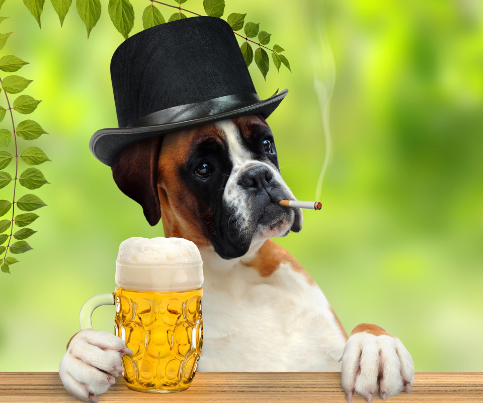 Das Dog drinking beer Wallpaper 960x800