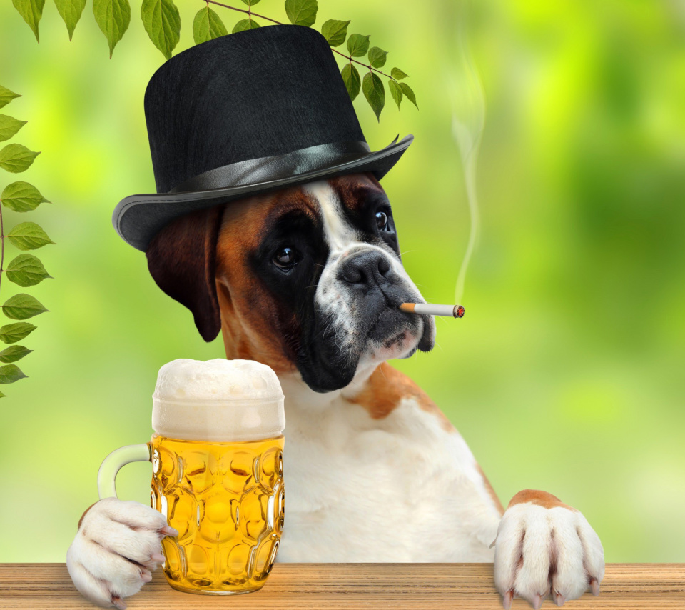 Dog drinking beer wallpaper 960x854