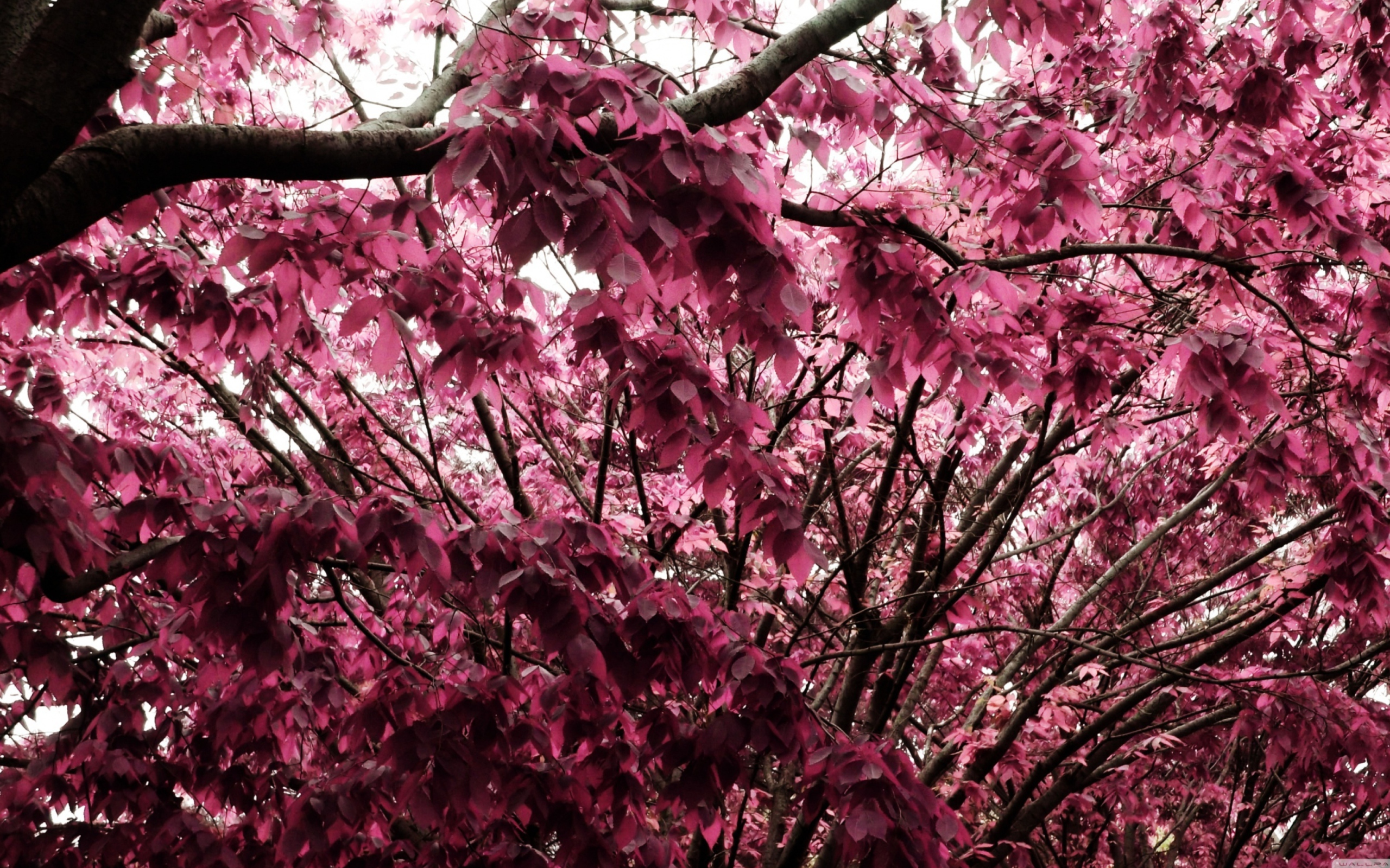 Sfondi Pink Tree 2560x1600