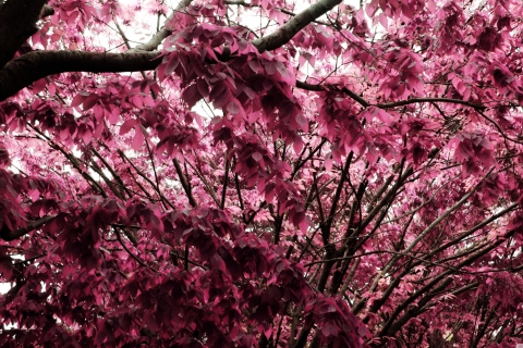 Pink Tree screenshot #1 480x320