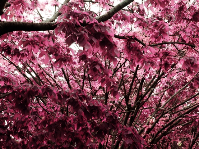Pink Tree screenshot #1 640x480