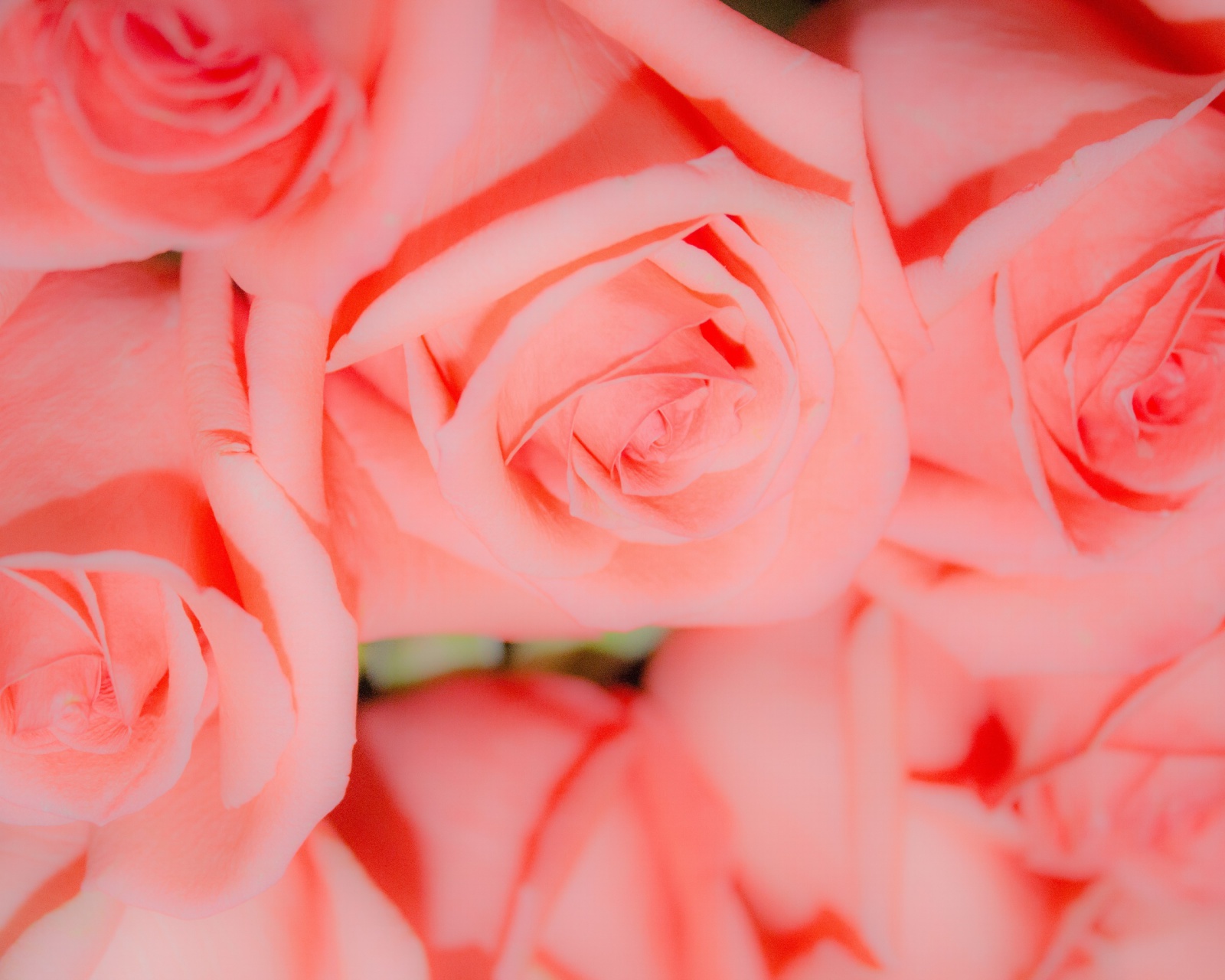 Pink Roses screenshot #1 1600x1280
