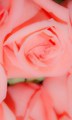 Screenshot №1 pro téma Pink Roses 240x400