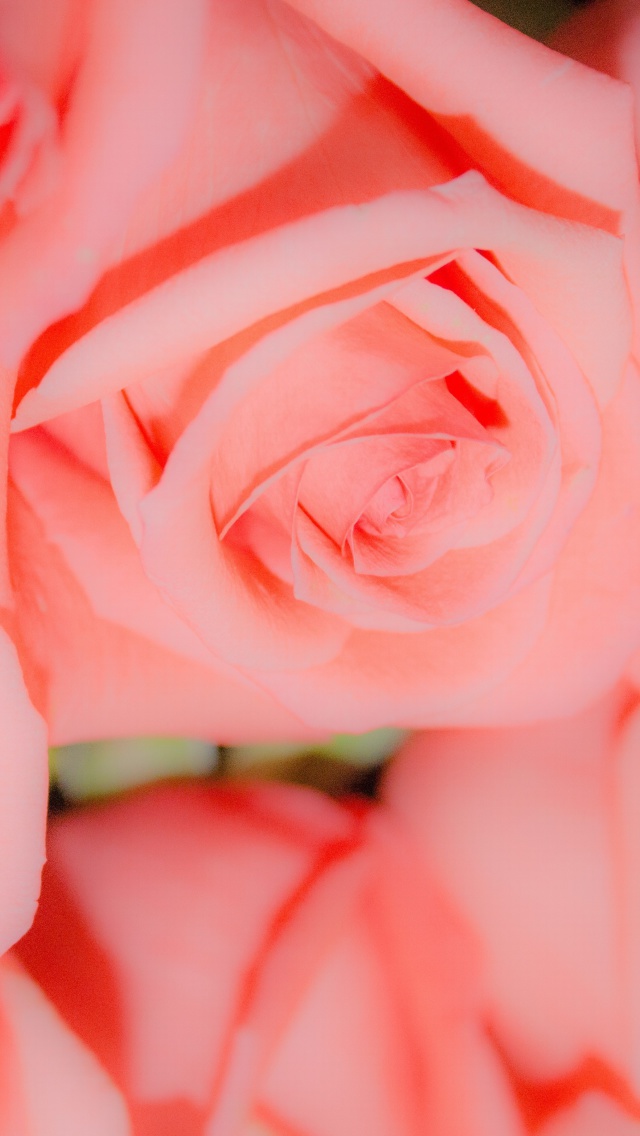 Fondo de pantalla Pink Roses 640x1136