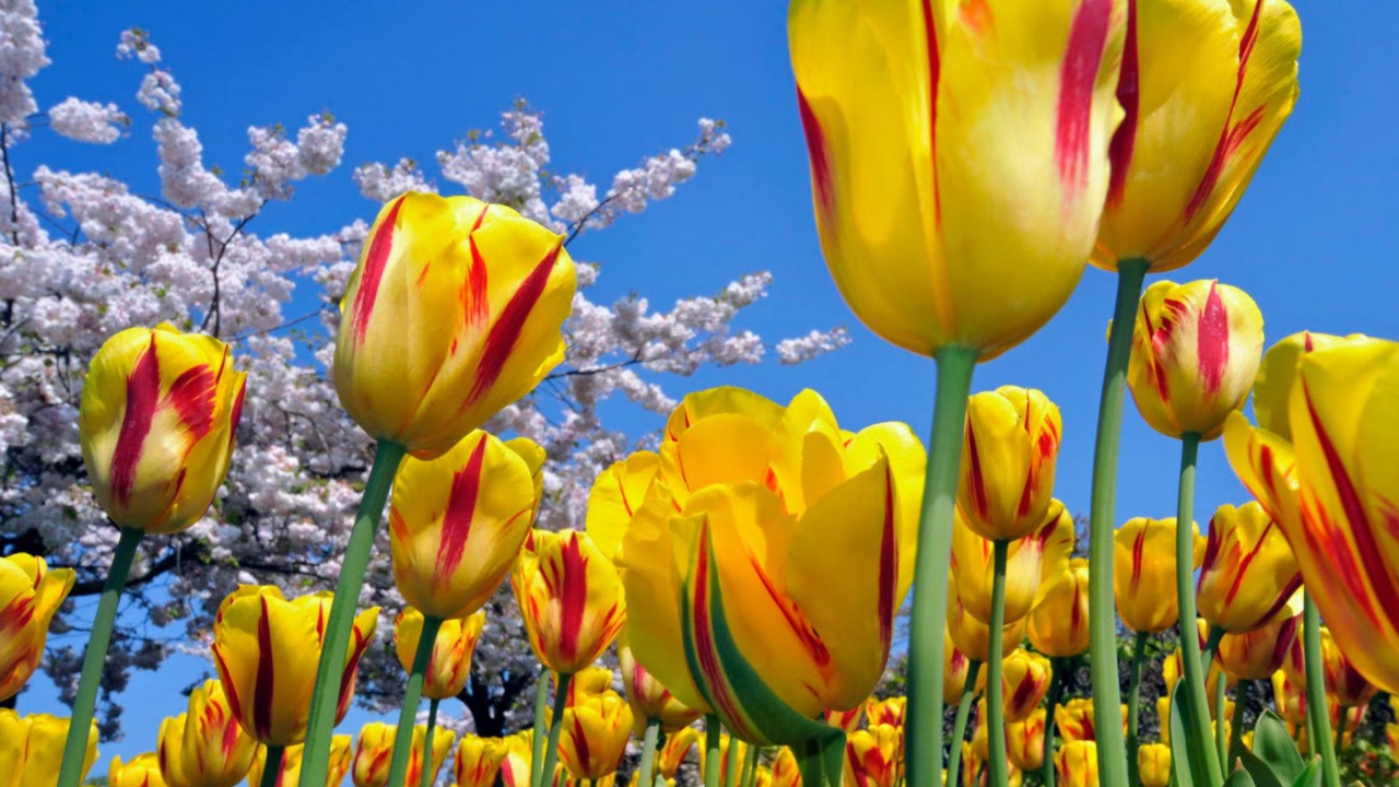 Das Yellow Tulips Wallpaper 1280x720