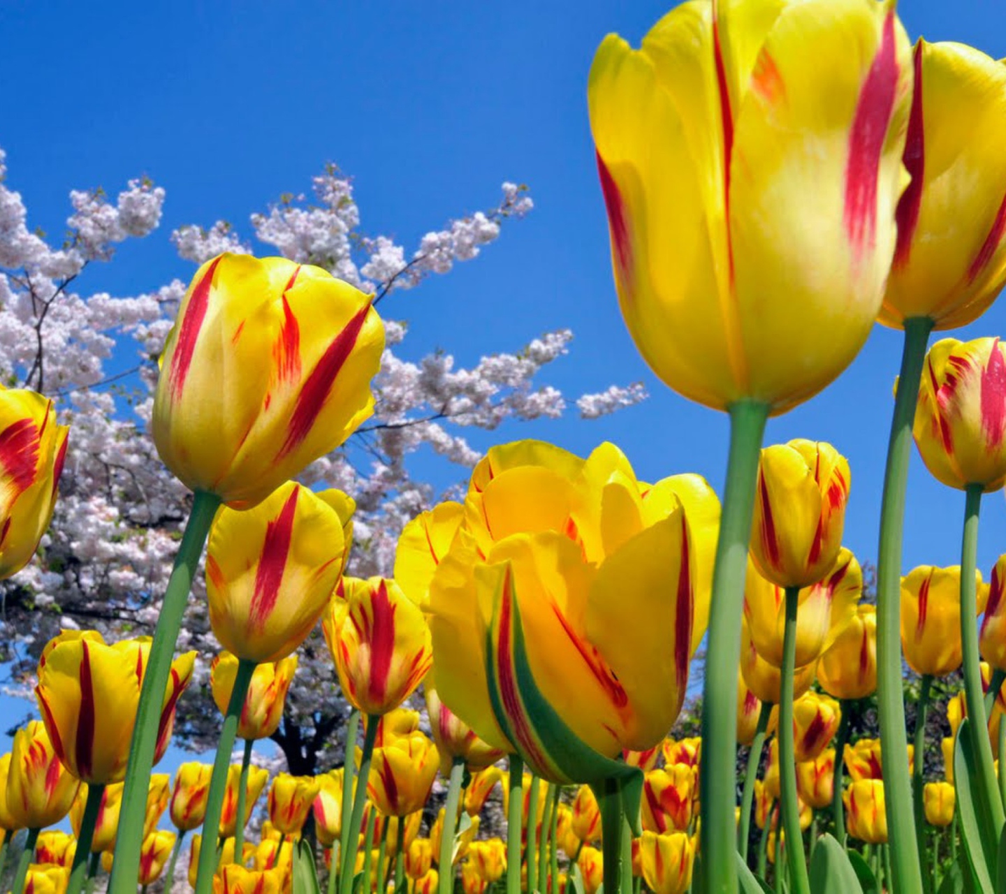 Sfondi Yellow Tulips 1440x1280