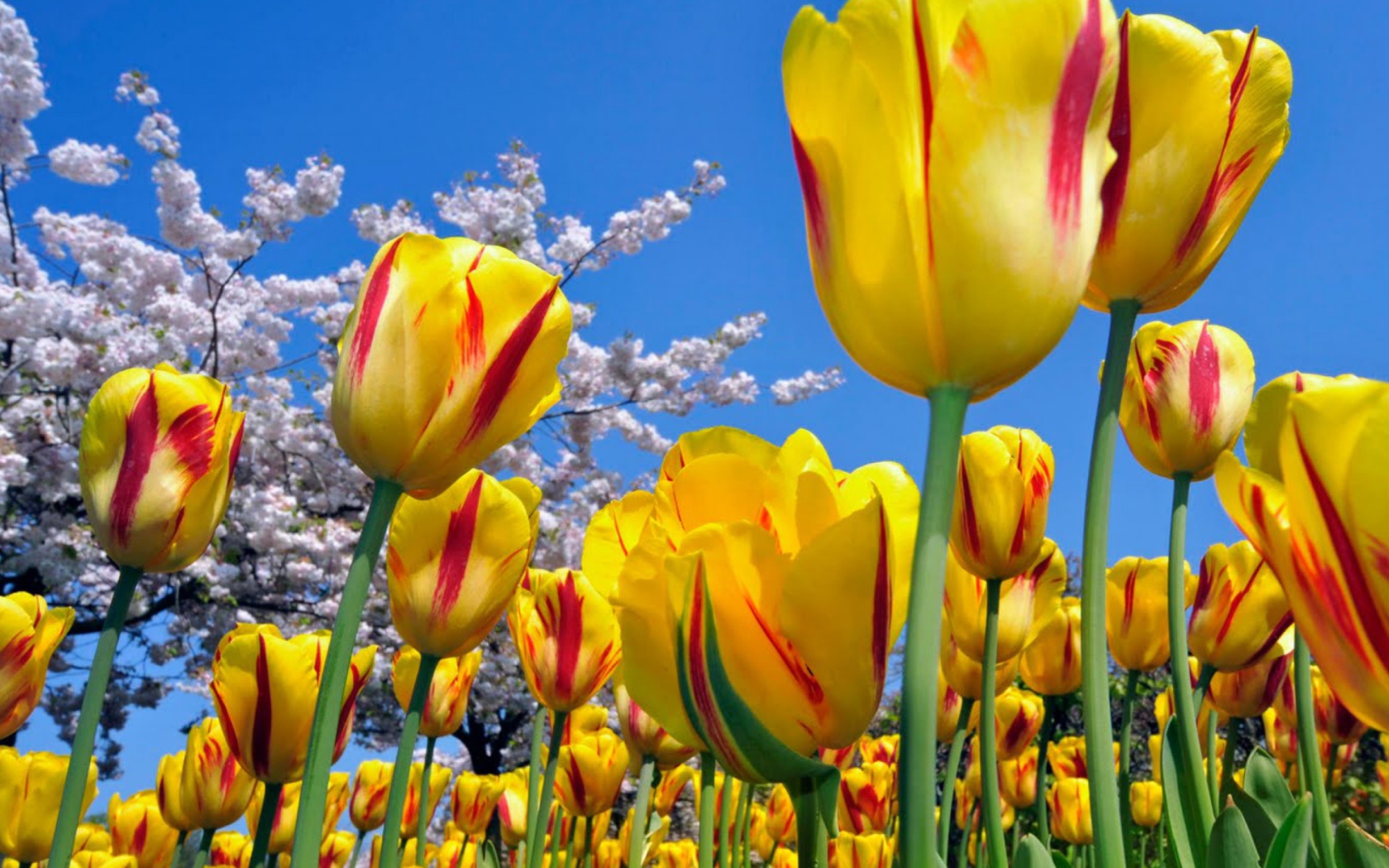 Обои Yellow Tulips 1680x1050
