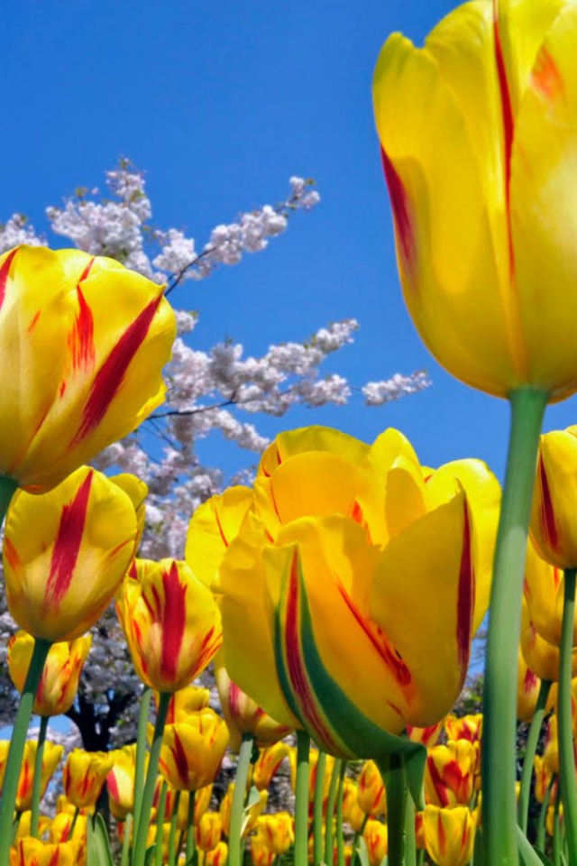 Yellow Tulips screenshot #1 640x960
