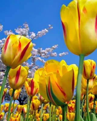 Yellow Tulips sfondi gratuiti per Nokia Asha 306