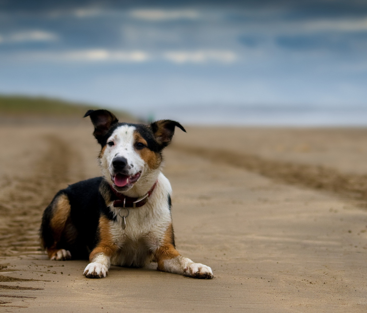 Dog Resting At Beach screenshot #1 1200x1024