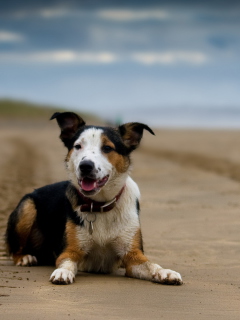 Screenshot №1 pro téma Dog Resting At Beach 240x320