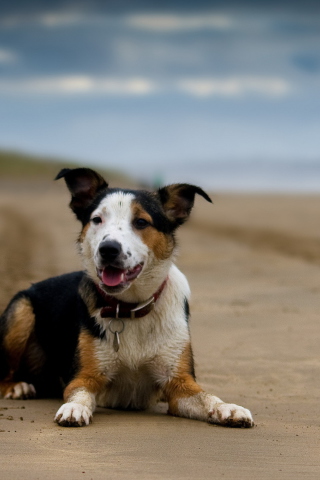 Screenshot №1 pro téma Dog Resting At Beach 320x480