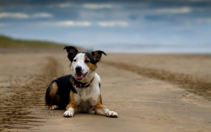 Das Dog Resting At Beach Wallpaper
