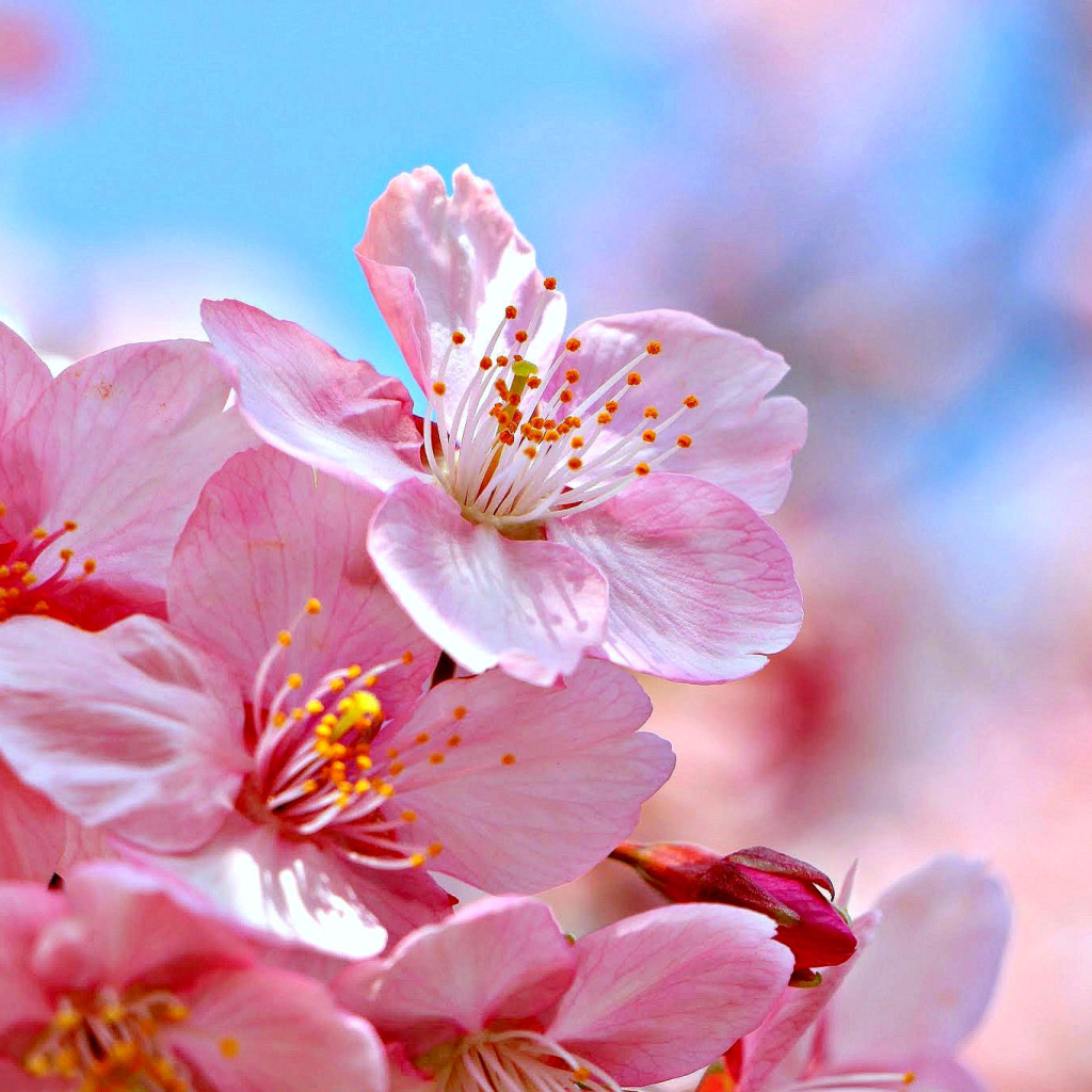 Das Cherry Blossom Macro Wallpaper 1024x1024
