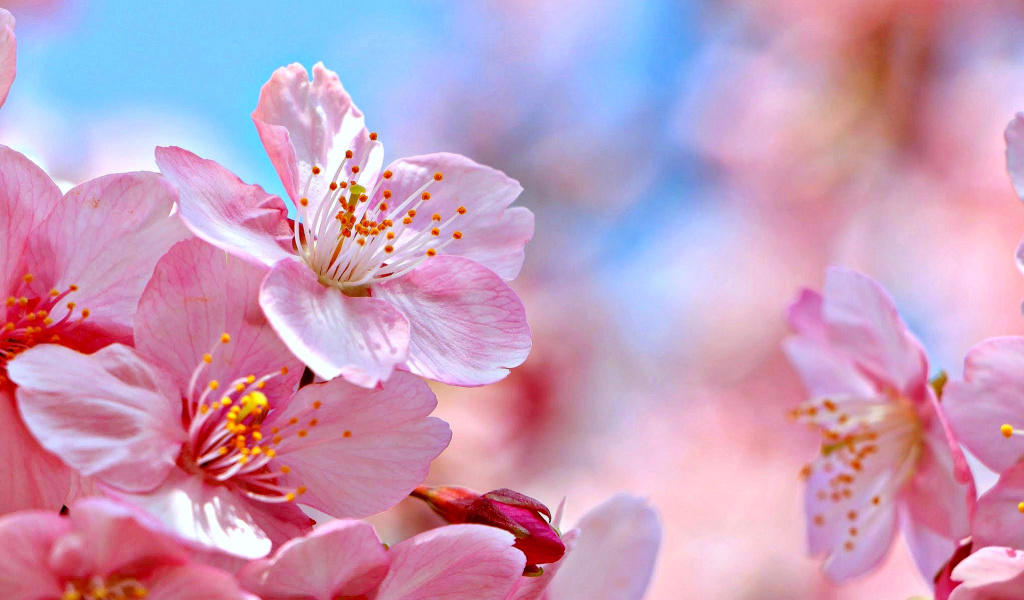 Cherry Blossom Macro wallpaper 1024x600