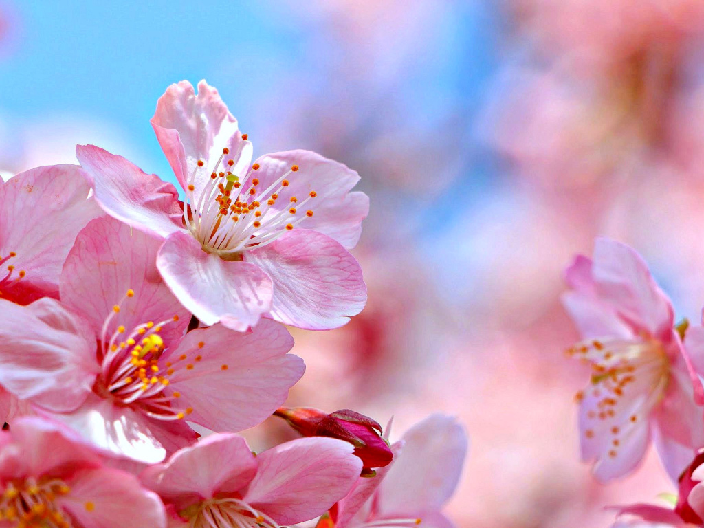 Обои Cherry Blossom Macro 1024x768