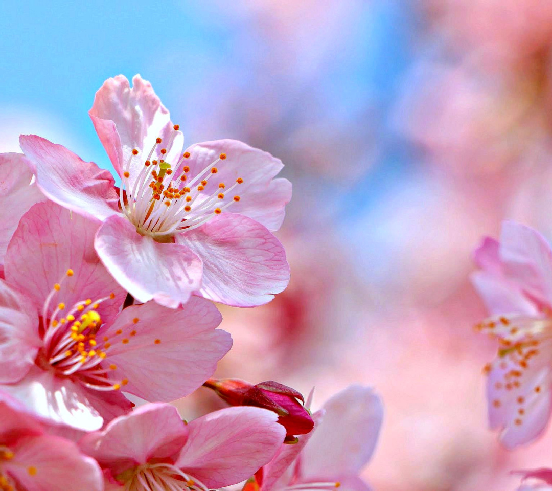 Das Cherry Blossom Macro Wallpaper 1080x960