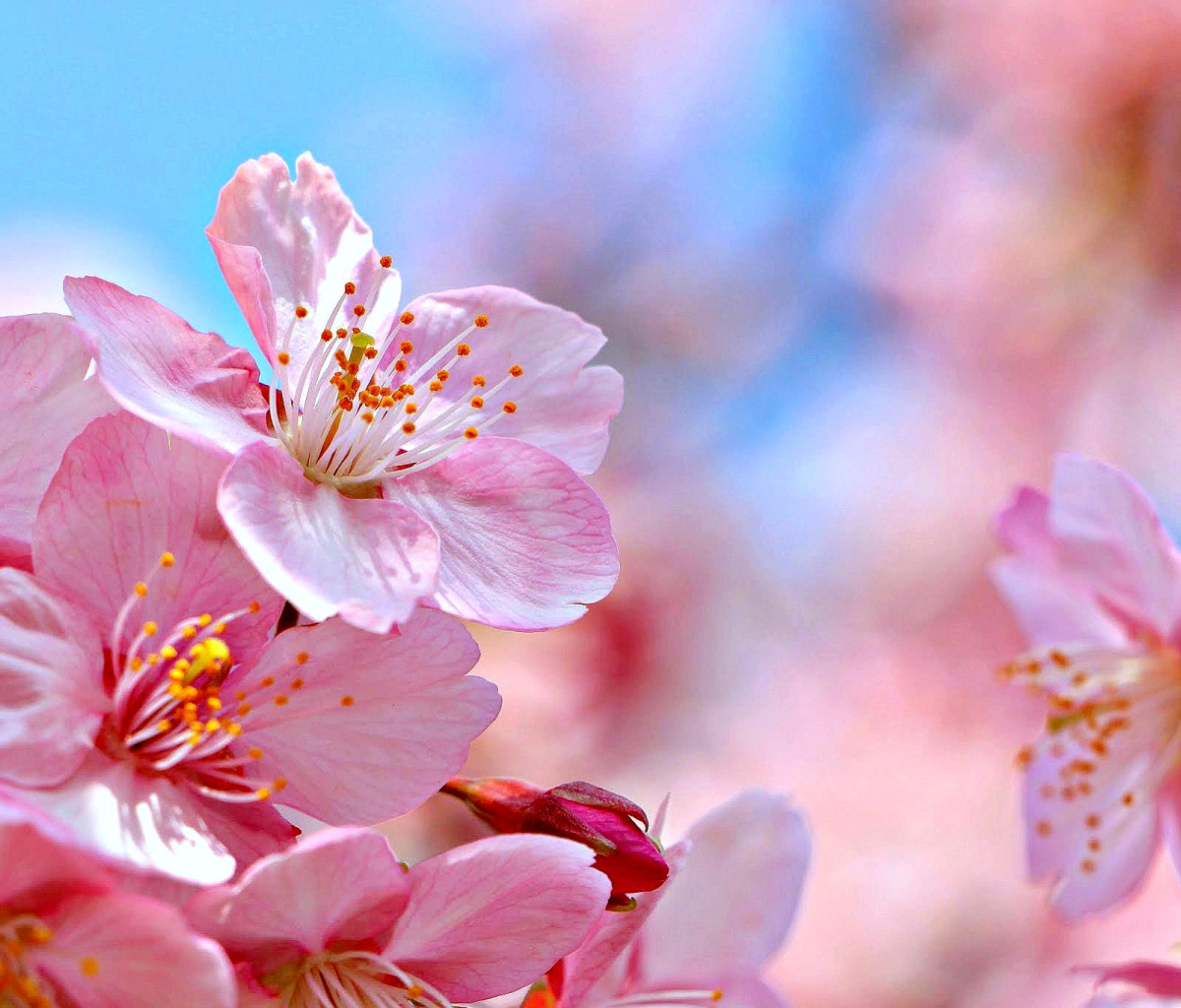 Das Cherry Blossom Macro Wallpaper 1200x1024
