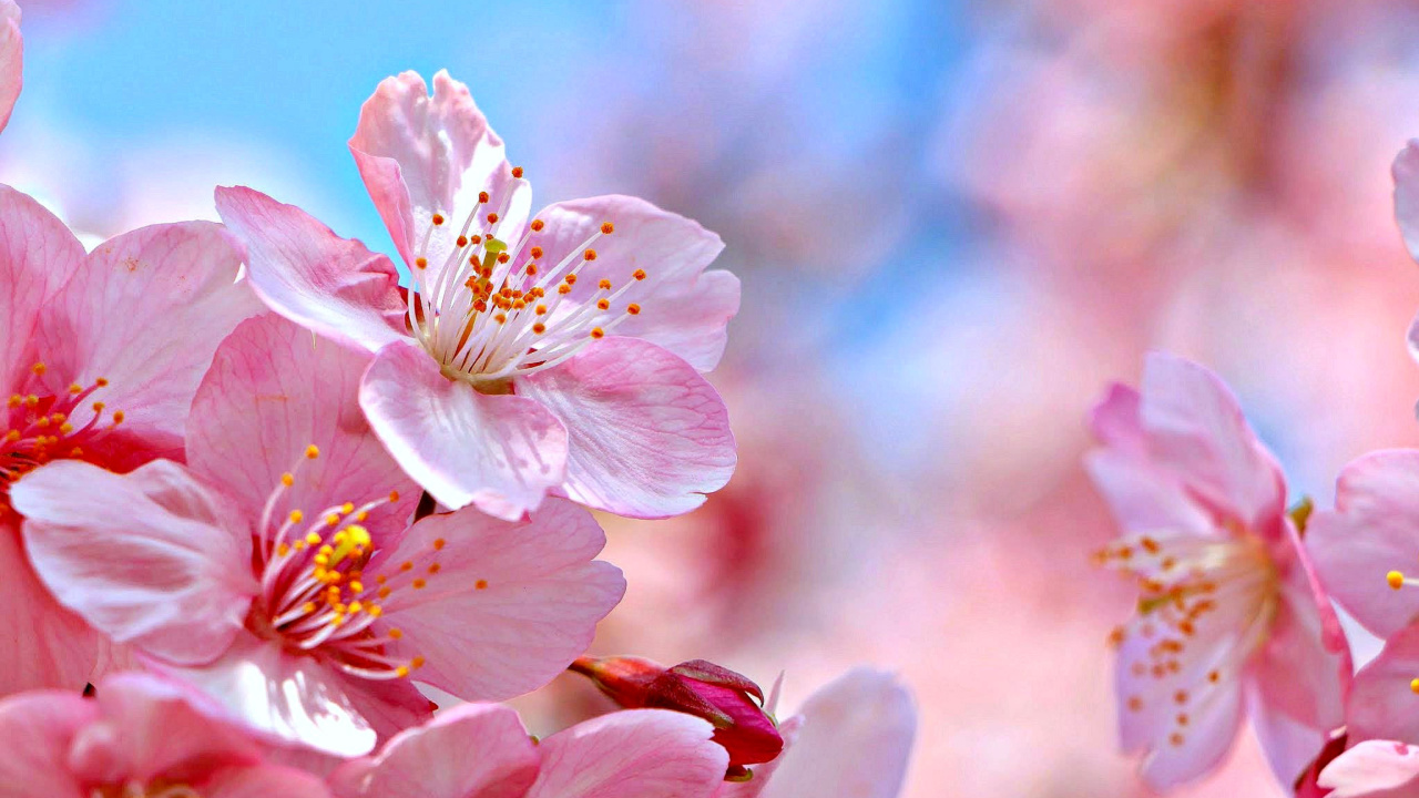 Das Cherry Blossom Macro Wallpaper 1280x720
