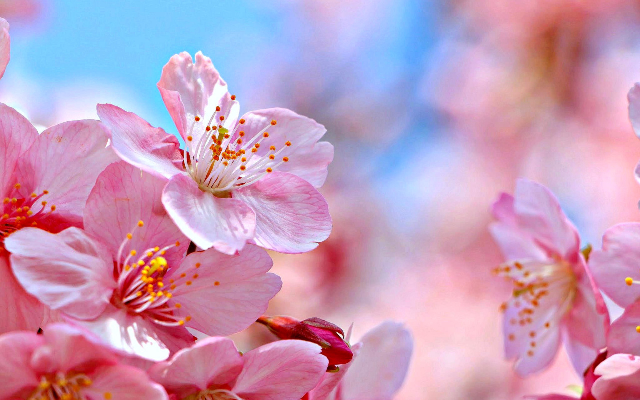 Обои Cherry Blossom Macro 1280x800