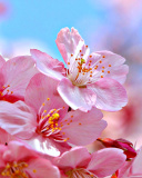 Cherry Blossom Macro screenshot #1 128x160