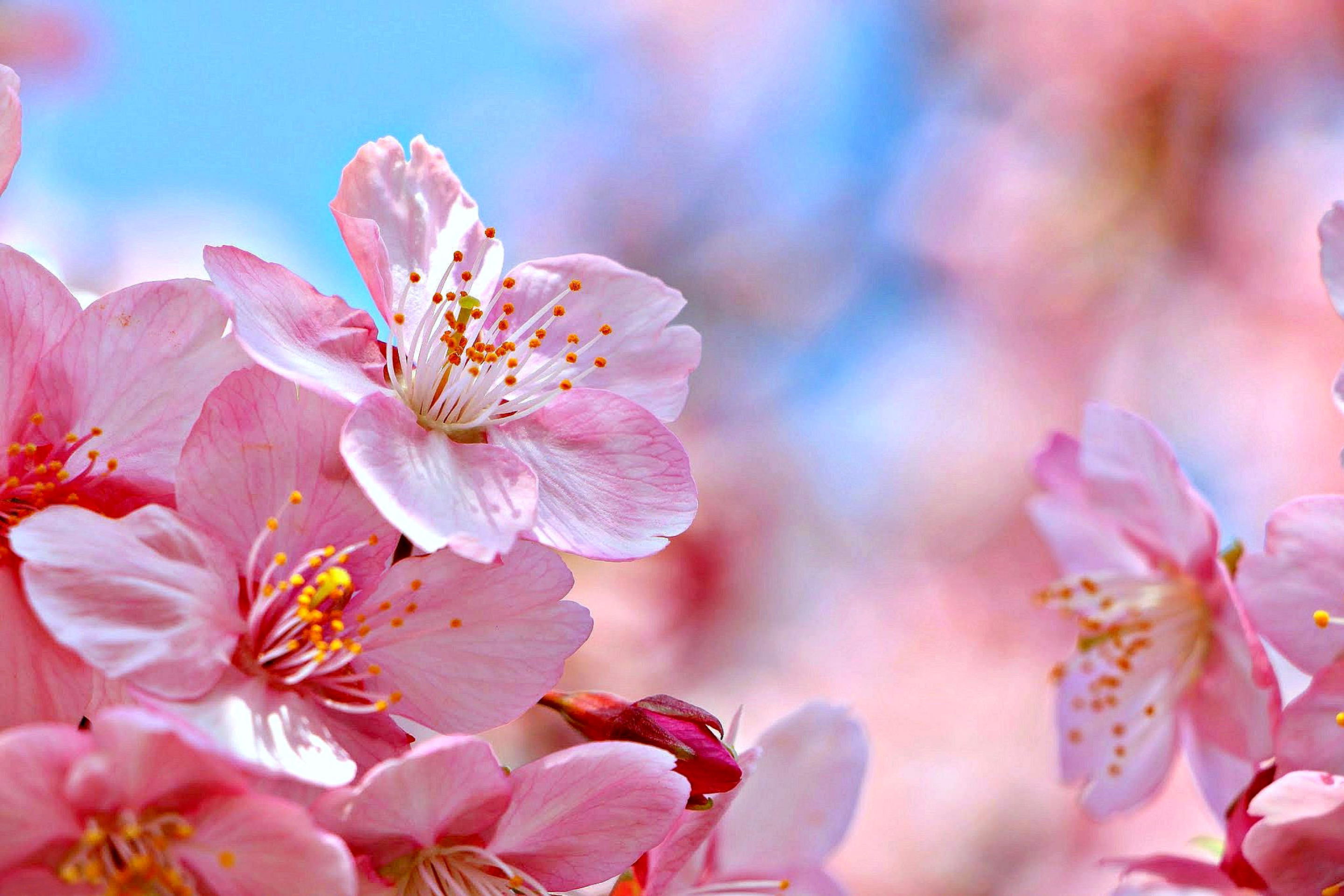 Sfondi Cherry Blossom Macro 2880x1920