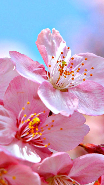 Das Cherry Blossom Macro Wallpaper 360x640
