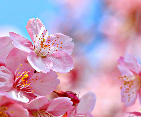Обои Cherry Blossom Macro 480x400