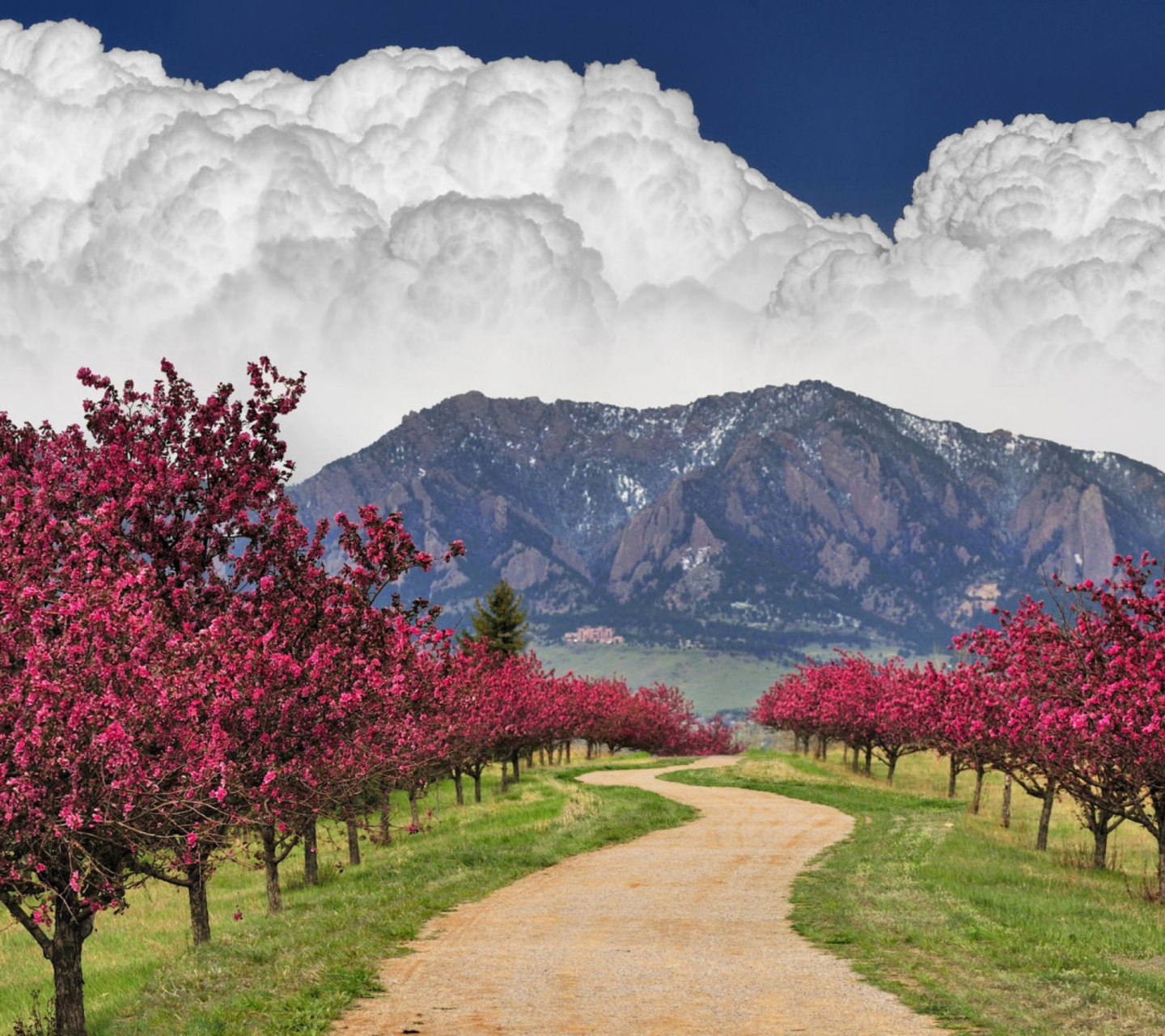 Screenshot №1 pro téma Blooming Orchard 1440x1280