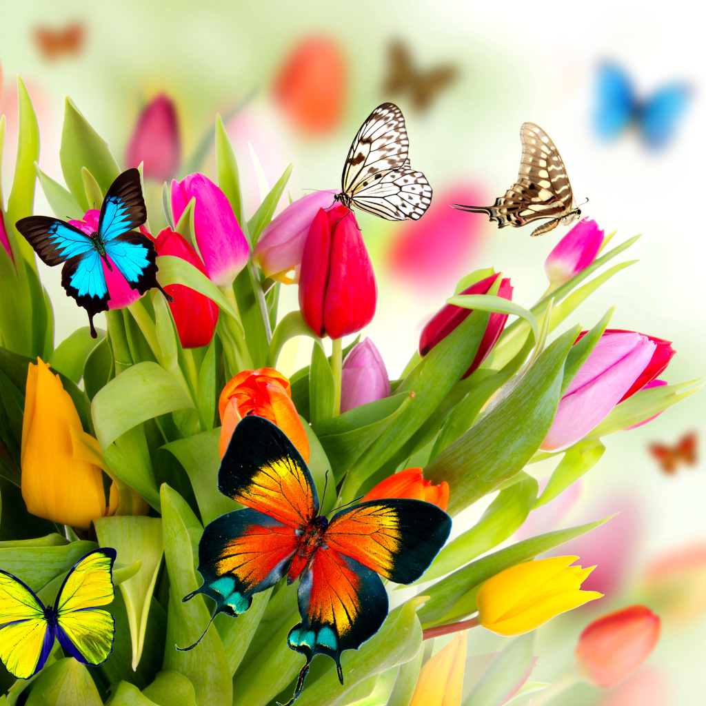 Screenshot №1 pro téma Tulips and Butterflies 1024x1024