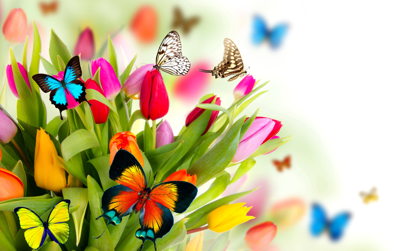 Screenshot №1 pro téma Tulips and Butterflies 1280x800