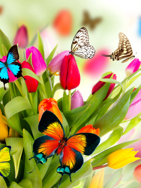 Fondo de pantalla Tulips and Butterflies 480x640