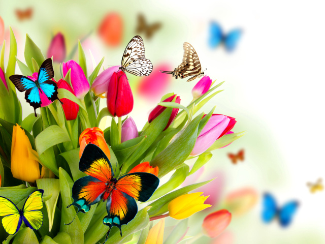 Sfondi Tulips and Butterflies 640x480