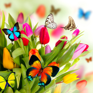 Kostenloses Tulips and Butterflies Wallpaper für 128x128