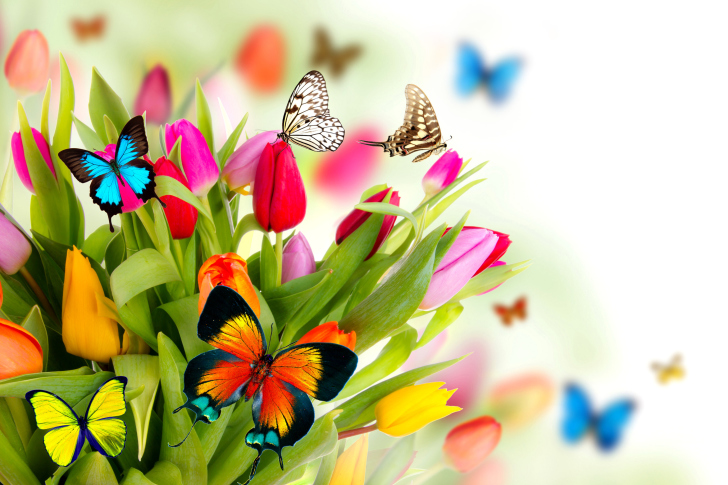 Fondo de pantalla Tulips and Butterflies