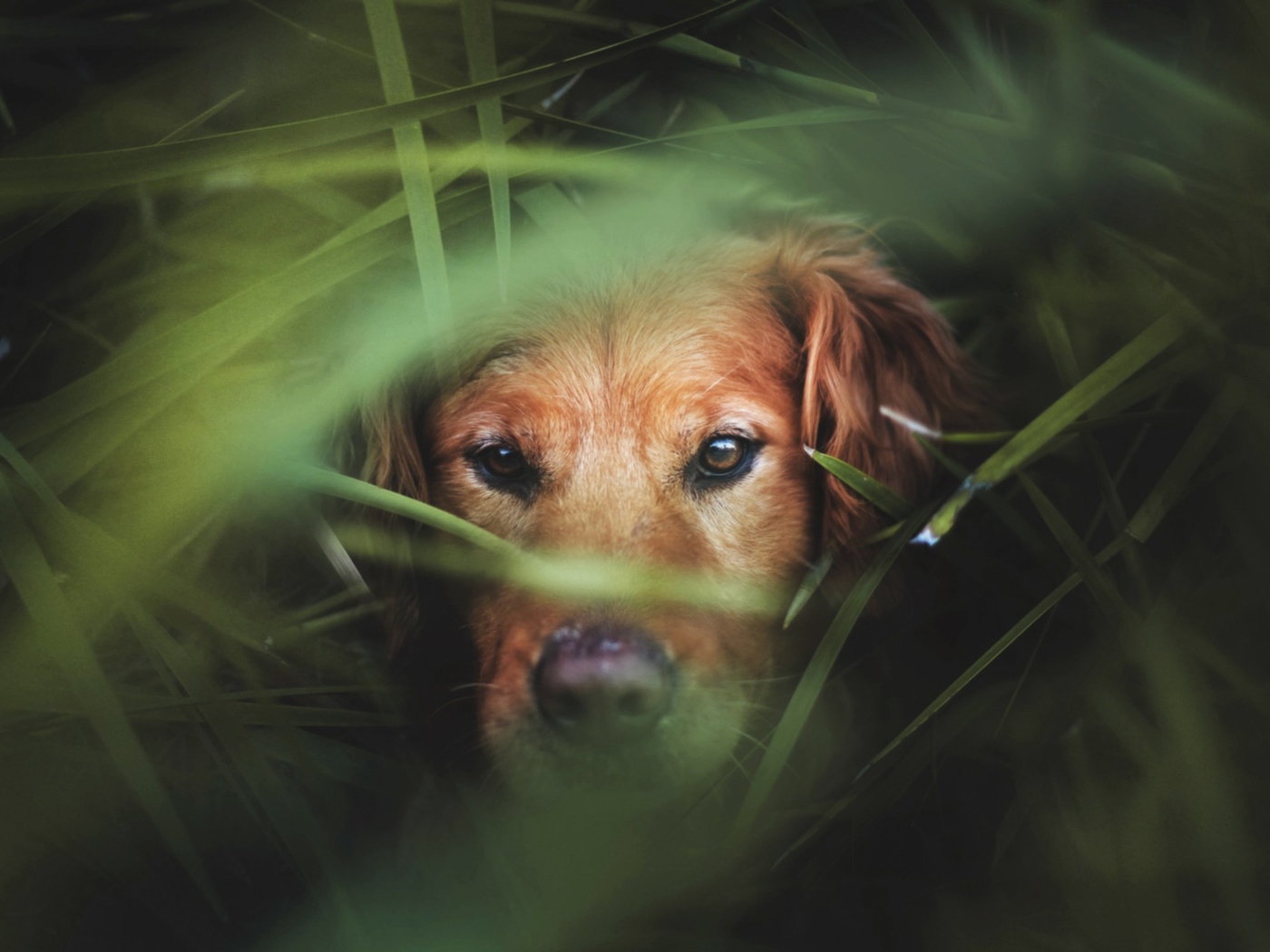 Screenshot №1 pro téma Dog In Grass 1400x1050