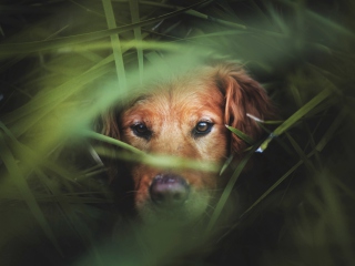 Dog In Grass wallpaper 320x240