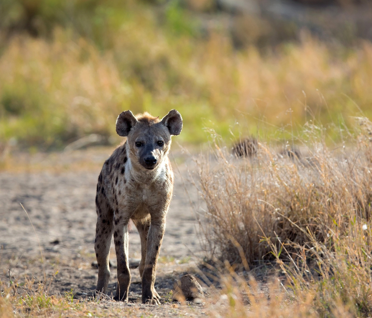 Fondo de pantalla Hyena 1200x1024