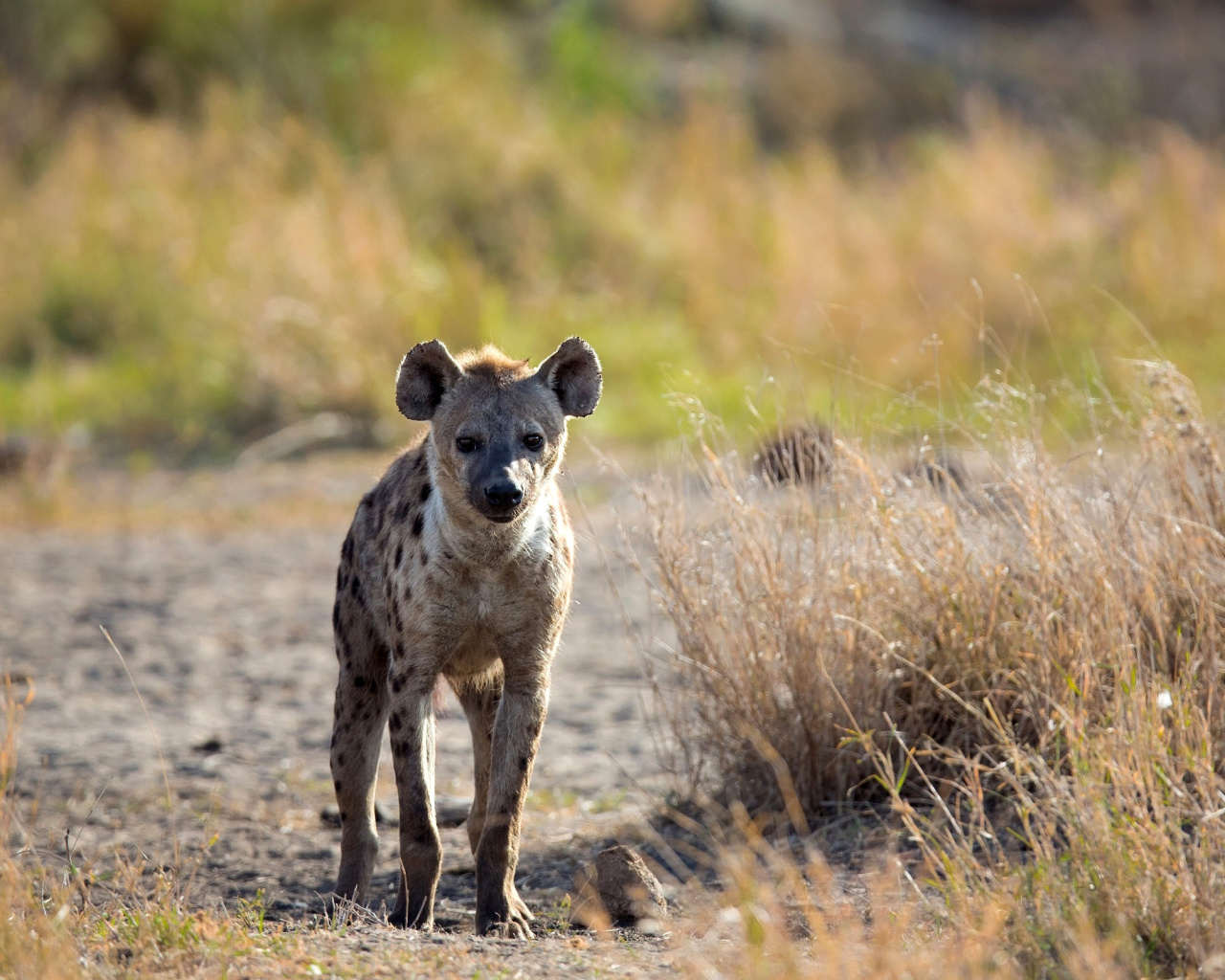 Hyena wallpaper 1280x1024