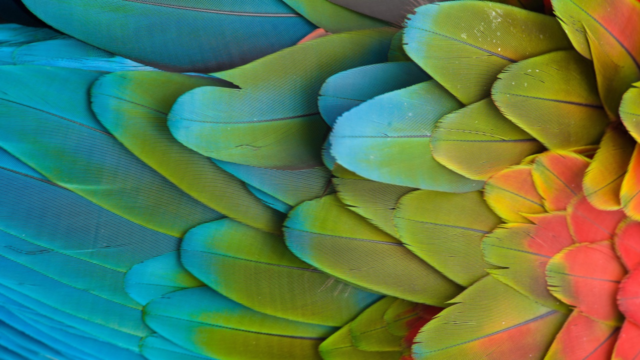 Fondo de pantalla Parrot Pattern 1280x720