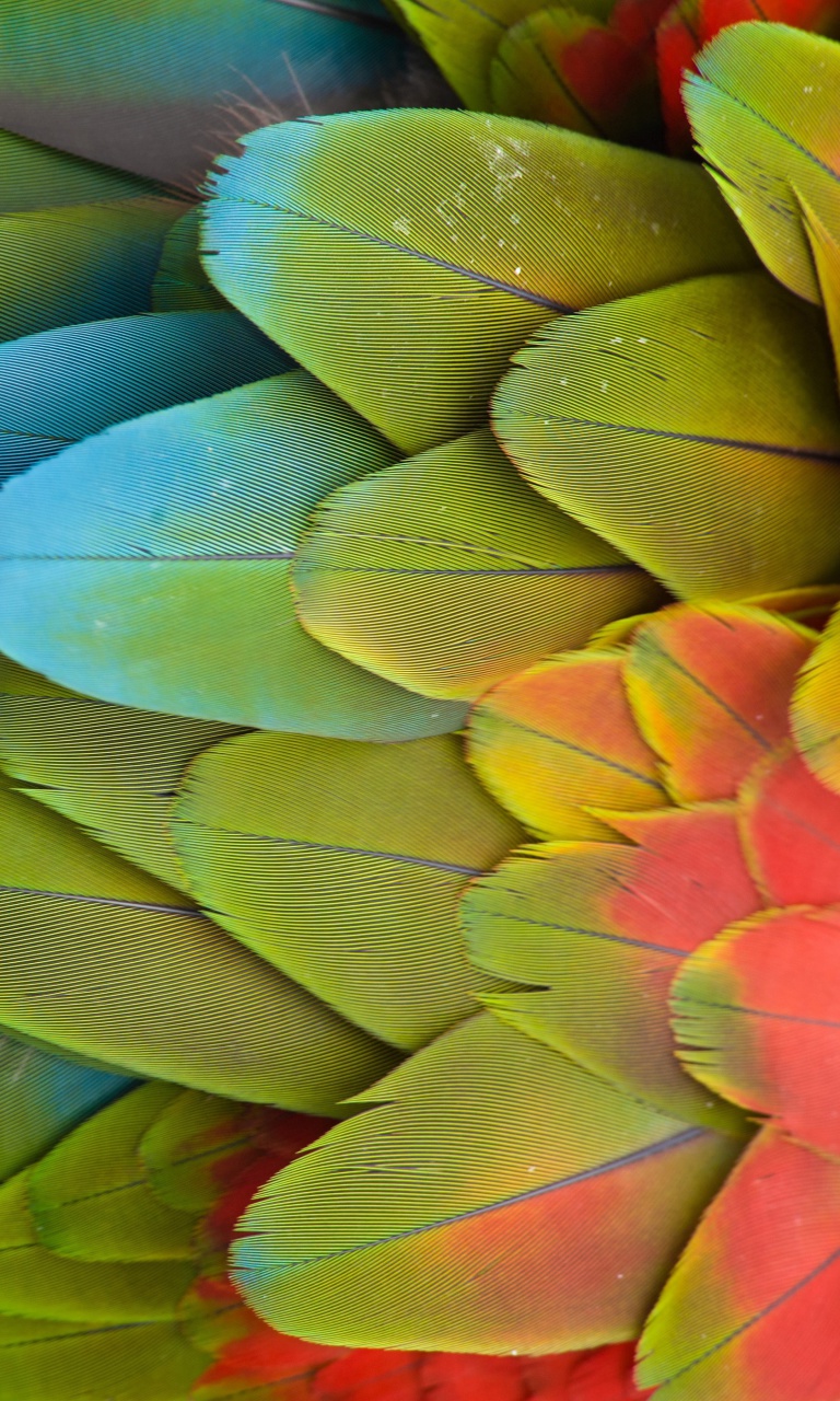 Parrot Pattern screenshot #1 768x1280