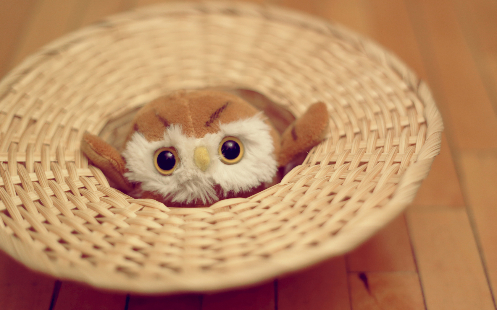 Das Cute Toy Owl Wallpaper 1680x1050